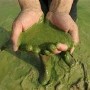 algae concern_water supply