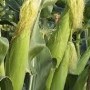 epa review_atrazine & corn